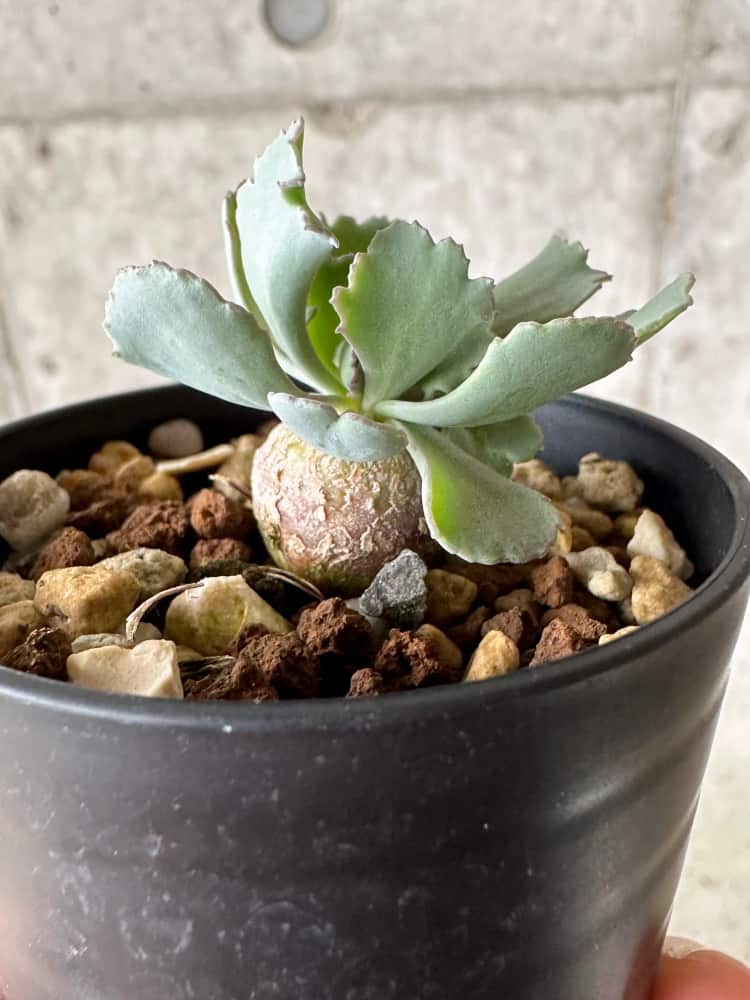 多肉植物 オトンナ カカリオイデス 5年苗08 - 植物/観葉植物