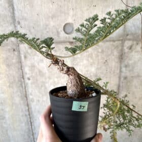 現品限り】ペラルゴニウム・トリステ【D55】 Pelargonium triste【植物