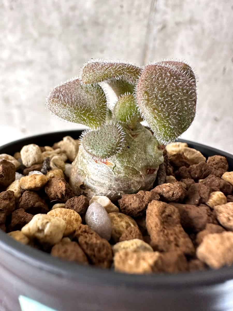 珍奇植物‼️サボテンTylecodon nolteei チレコドン ノルティ1株 