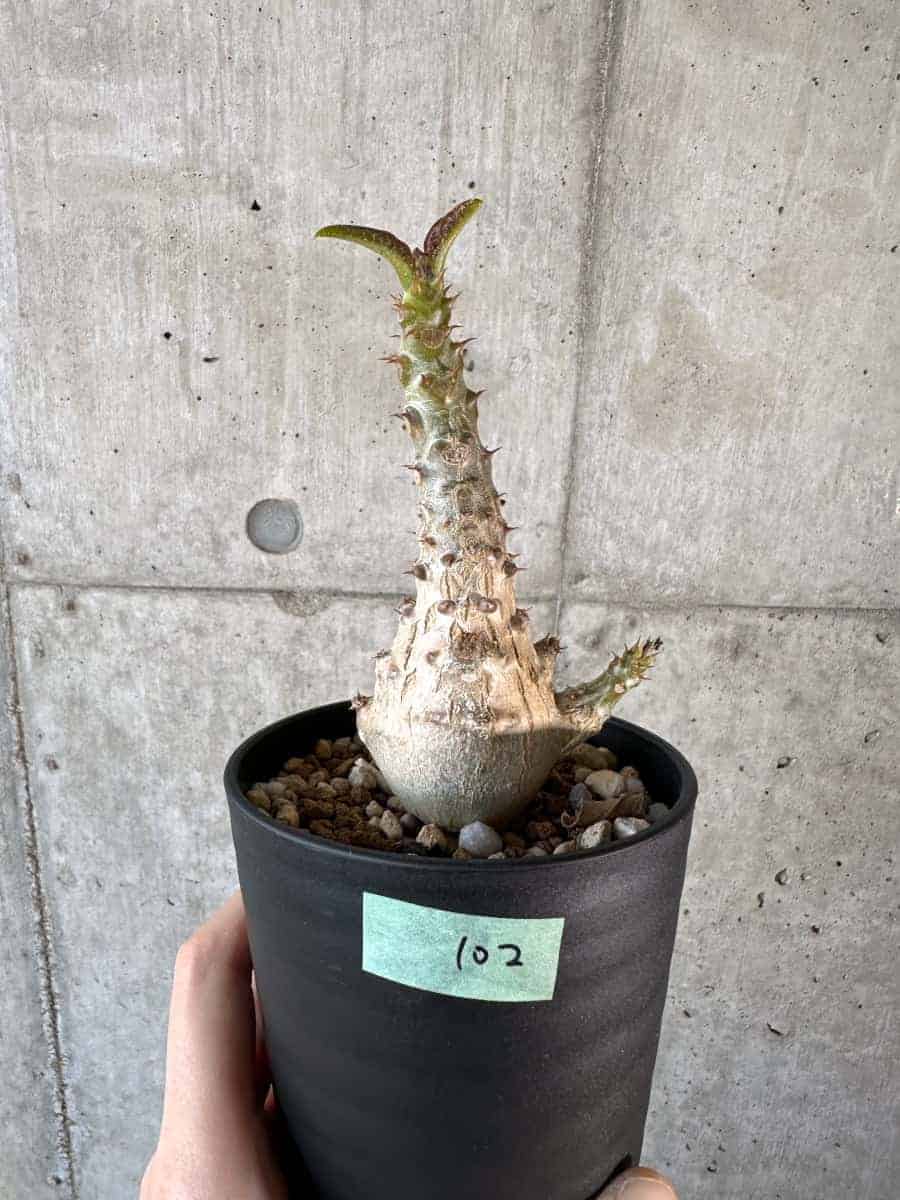 【現品限り】パキポディウム・ウィンゾリー 実生【A102】 Pachypodium windsorii【植物】塊根植物 夏型 コーデックス