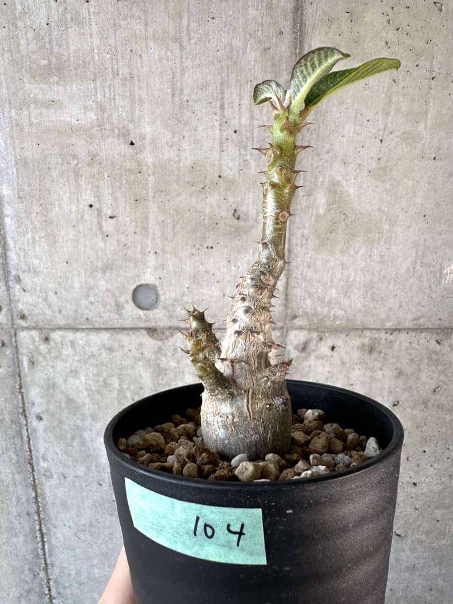 【現品限り】パキポディウム・ウィンゾリー 実生【A104】 Pachypodium windsorii【植物】塊根植物 夏型 コーデックス