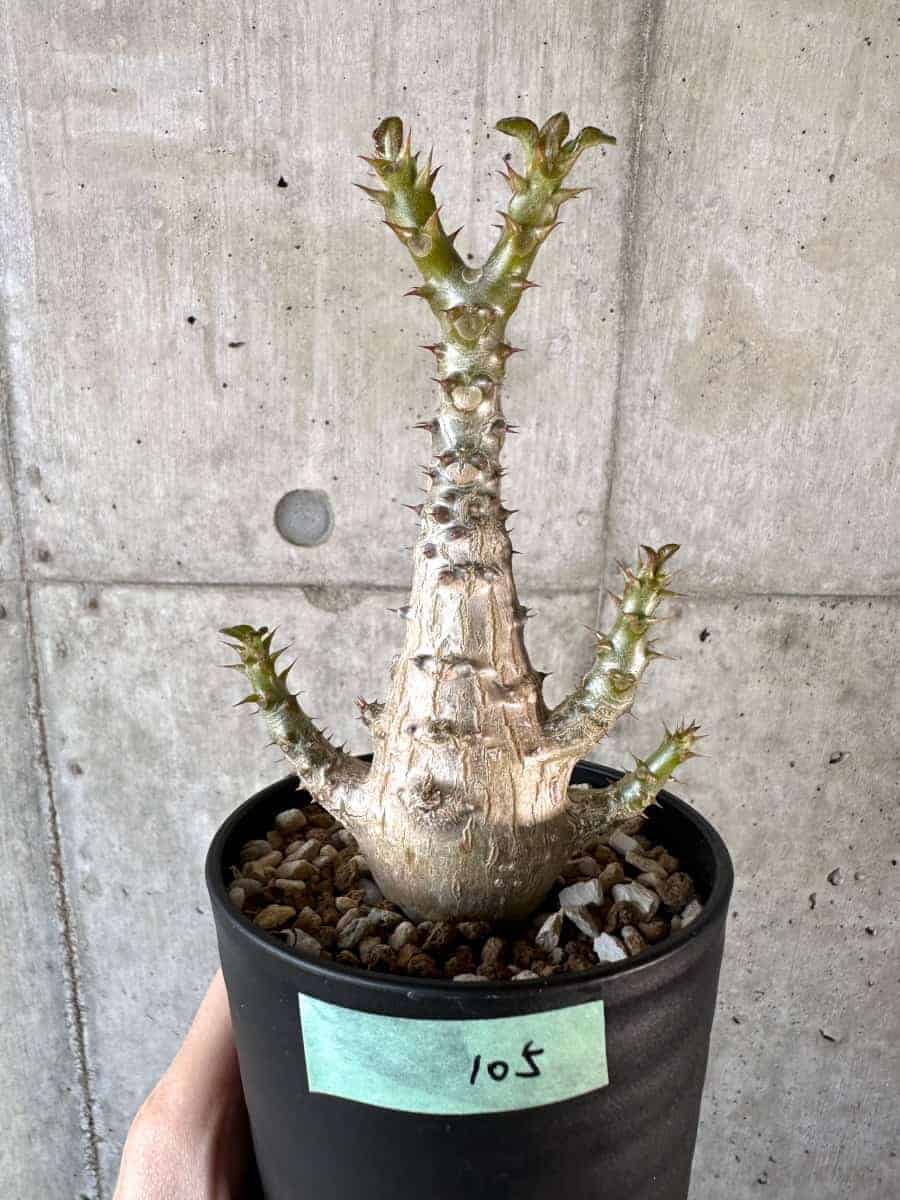 【現品限り】パキポディウム・ウィンゾリー 実生【A105】 Pachypodium windsorii【植物】塊根植物 夏型 コーデックス