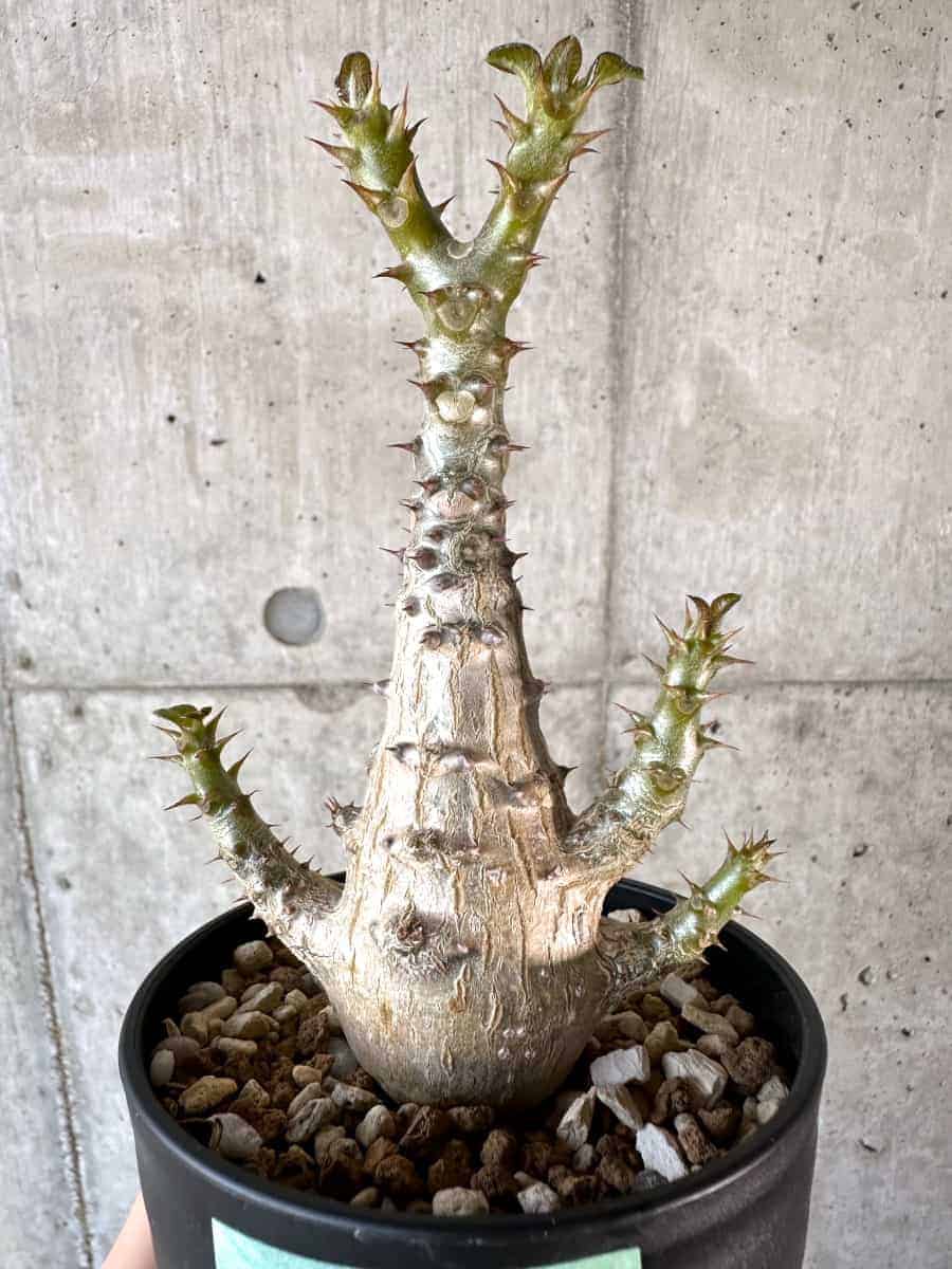 【現品限り】パキポディウム・ウィンゾリー 実生【A105】 Pachypodium windsorii【植物】塊根植物 夏型 コーデックス