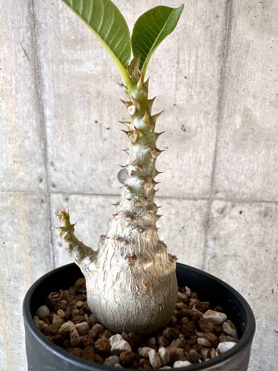 2024正規激安Pachypodium baronii x windsorii パキポディウム　バロニーxウィンゾリー サボテン