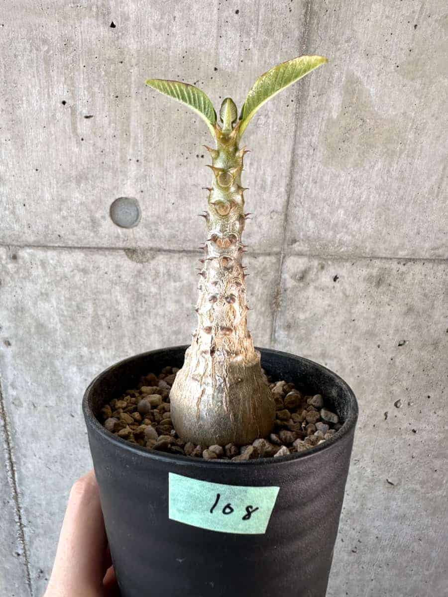 【現品限り】パキポディウム・ウィンゾリー 実生【A108】 Pachypodium windsorii【植物】塊根植物 夏型 コーデックス