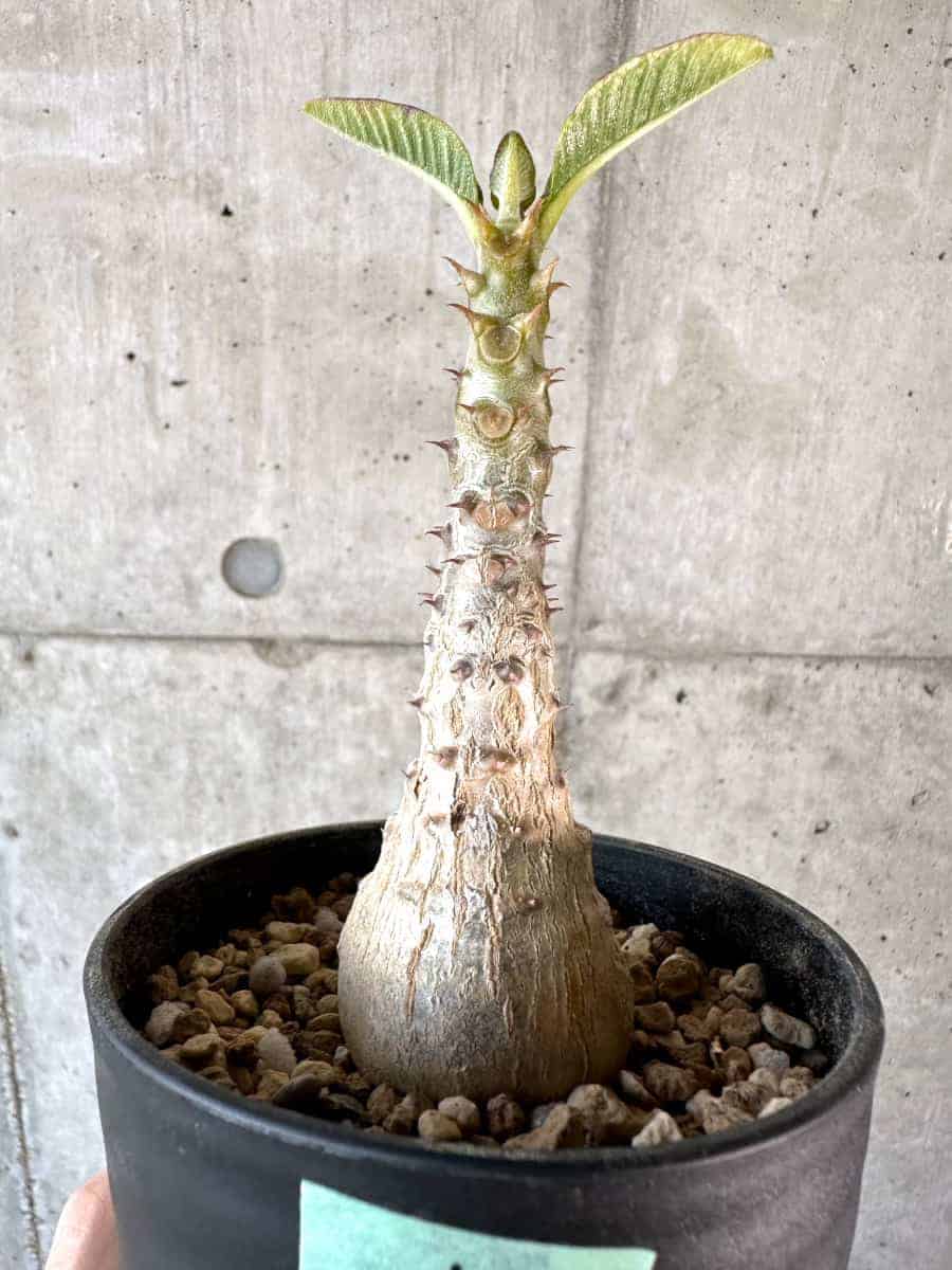 【現品限り】パキポディウム・ウィンゾリー 実生【A108】 Pachypodium windsorii【植物】塊根植物 夏型 コーデックス