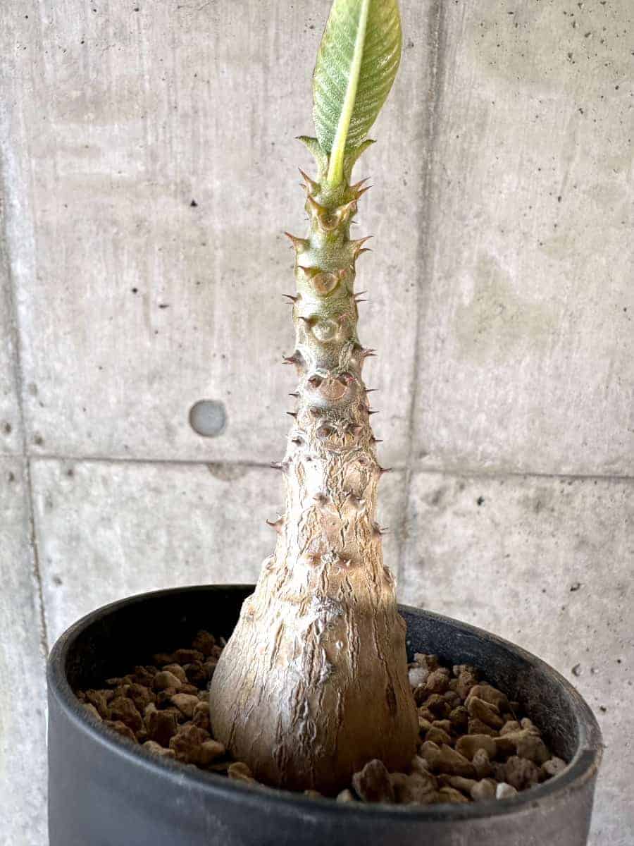 パキポディウム グラキリス 鉢ごと発送 - 植物/観葉植物