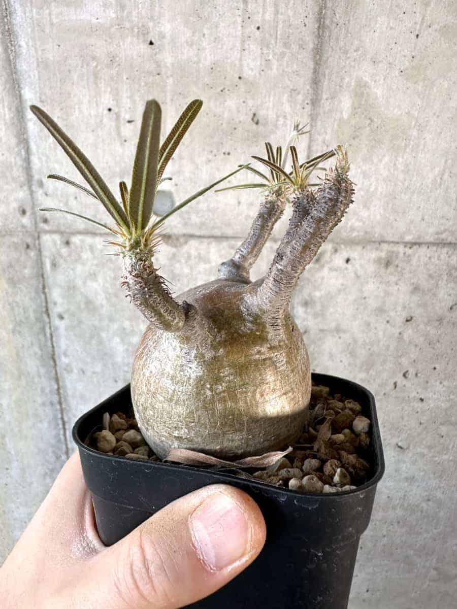 通販新作4 大型■■Pachypodium Gracilius■■パキポディウム　グラキリス#現地球#Y鉢#コーデックス　ベアルート その他