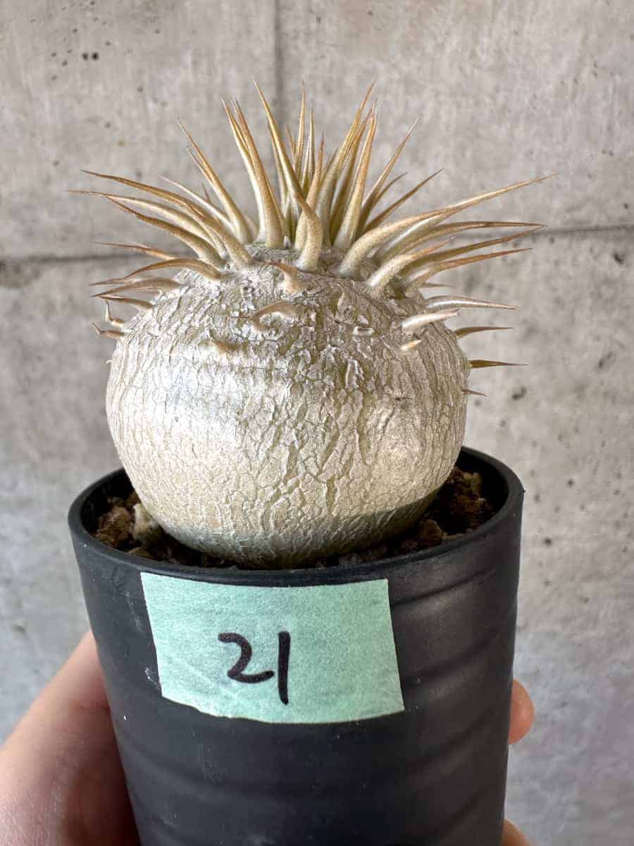 【現品限り】パキポディウム・エブレネウム【A21】 Pachypodium eburneum【植物】塊根植物 夏型 コーデックス