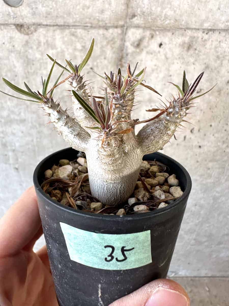 PachypodiumPachypodiuｍ パキポディウム グラキリス ベアルート 塊根