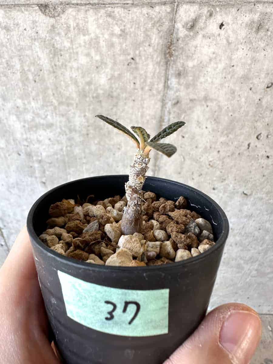 【現品限り】ドルステニア・ギガス 実生【A37】 Dorstenia gigas【植物】塊根植物 夏型 コーデックス