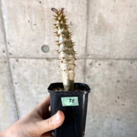 現品限り】パキポディウム・バロニー 実生【A55】 Pachypodium