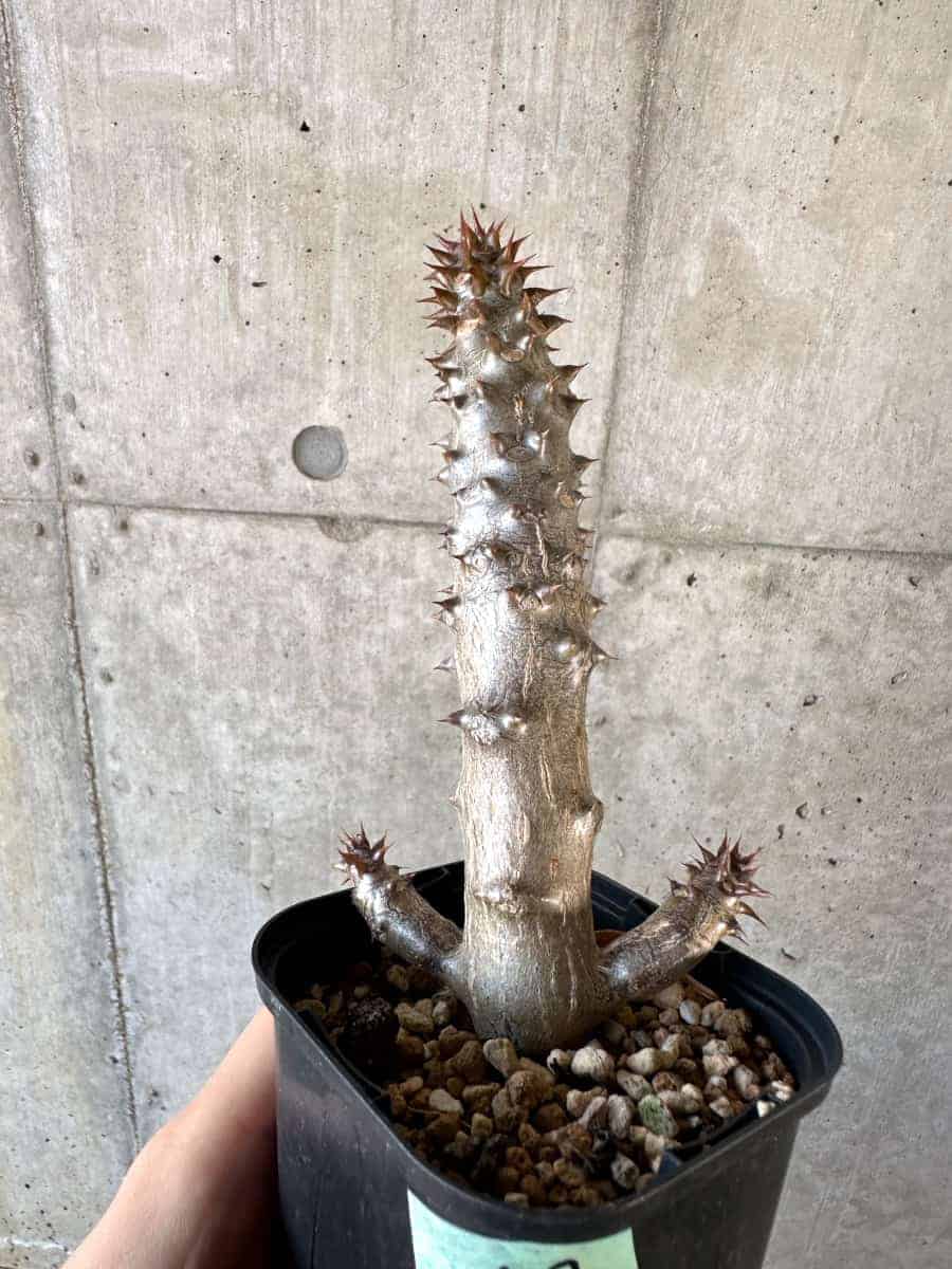 【現品限り】パキポディウム・バロニー 実生【A57】 Pachypodium gracilius【植物】塊根植物 夏型 コーデックス