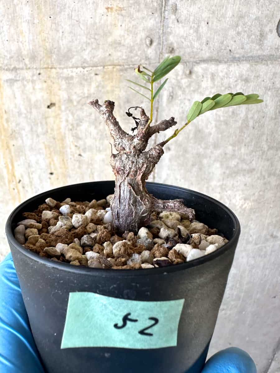 センナ・メリディオナリス 実生 - 植物/観葉植物