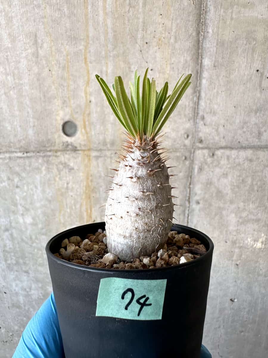 観葉植物Pachypodiuｍ パキポディウム グラキリス ベアルート 塊根植物