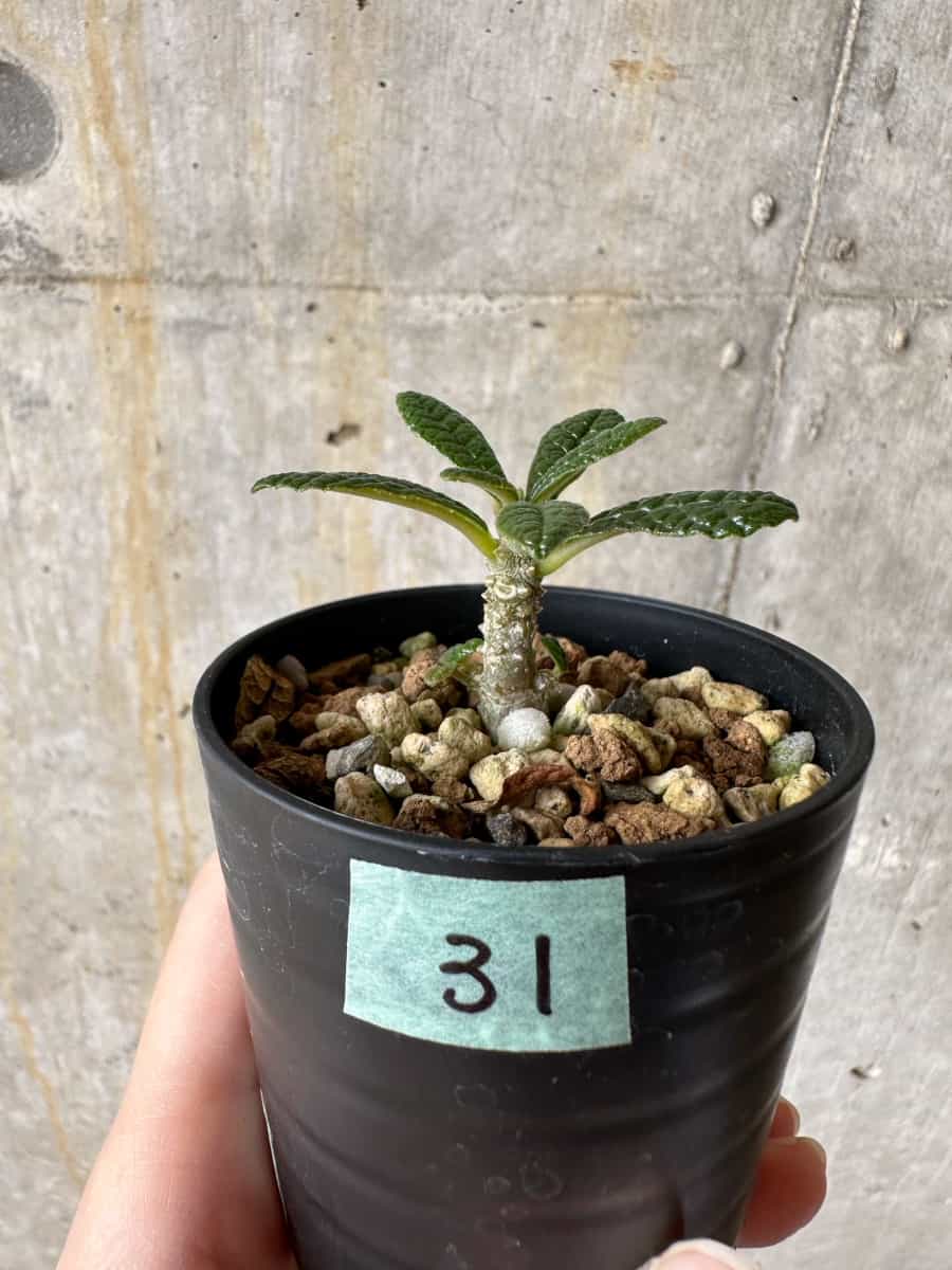 現品限り】ドルステニア・ギガス 実生【C31】 Dorstenia gigas【植物