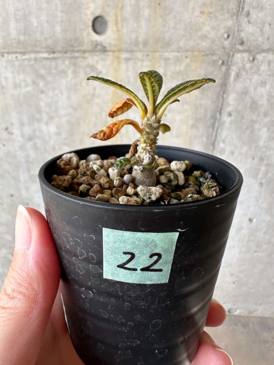 現品限り】ドルステニア・ギガス 実生【D22】 Dorstenia gigas【植物