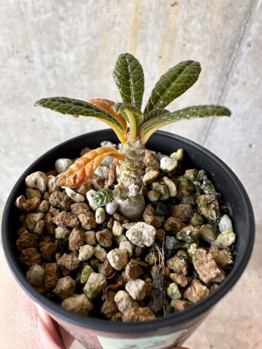 現品限り】ドルステニア・ギガス 実生【D22】 Dorstenia gigas【植物