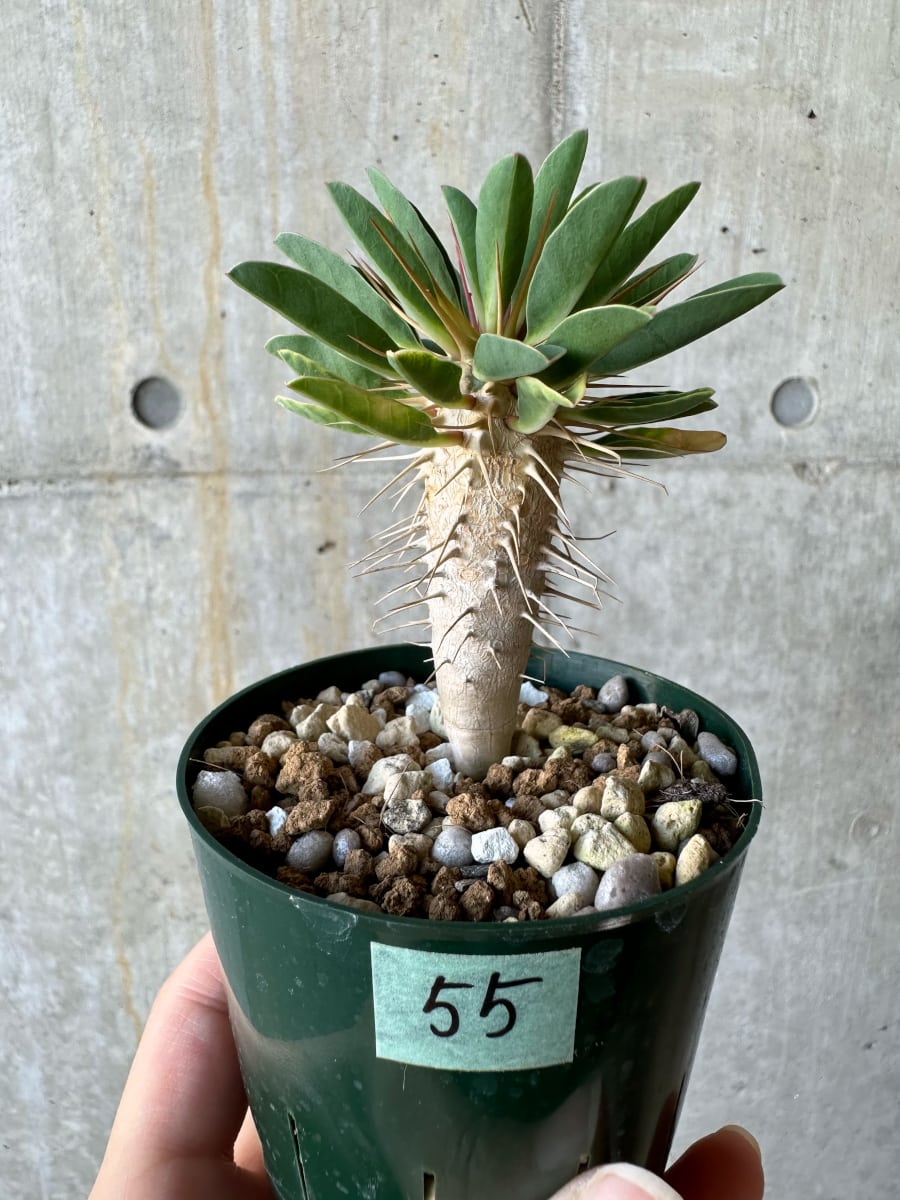 現品限り】ユーフォルビア・ギラウミニアナ【D55】 Euphorbia guillauminiana【植物】塊根植物 夏型 コーデックス |  プラントブラザーズ