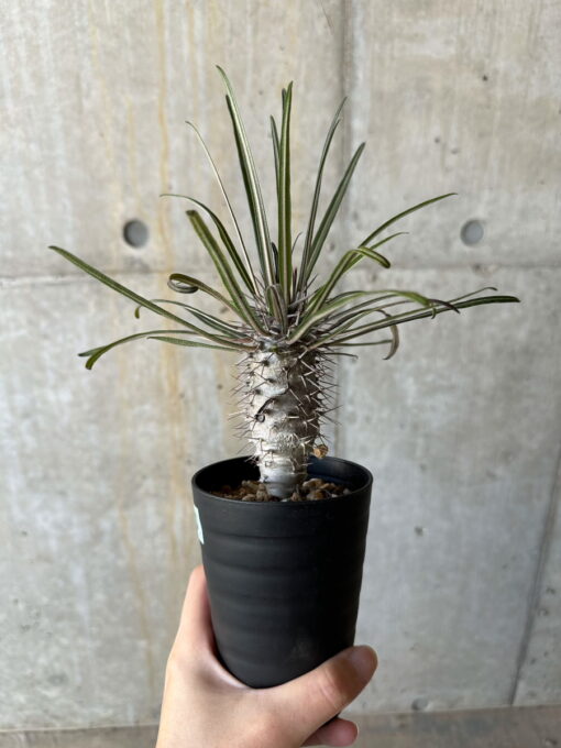 【現品限り】パキポディウム・ゲアイー【D70】 Pachypodium geayi【植物】塊根植物 夏型 コーデックス | プラントブラザーズ