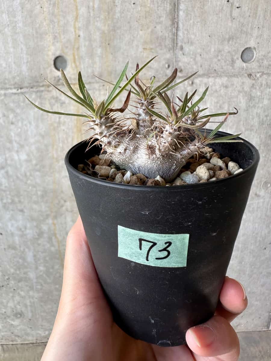 現品限り】パキポディウム・グラキリス【D73】 Pachypodium gracilius