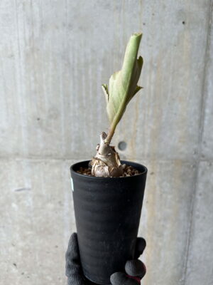 プラントブラザーズ