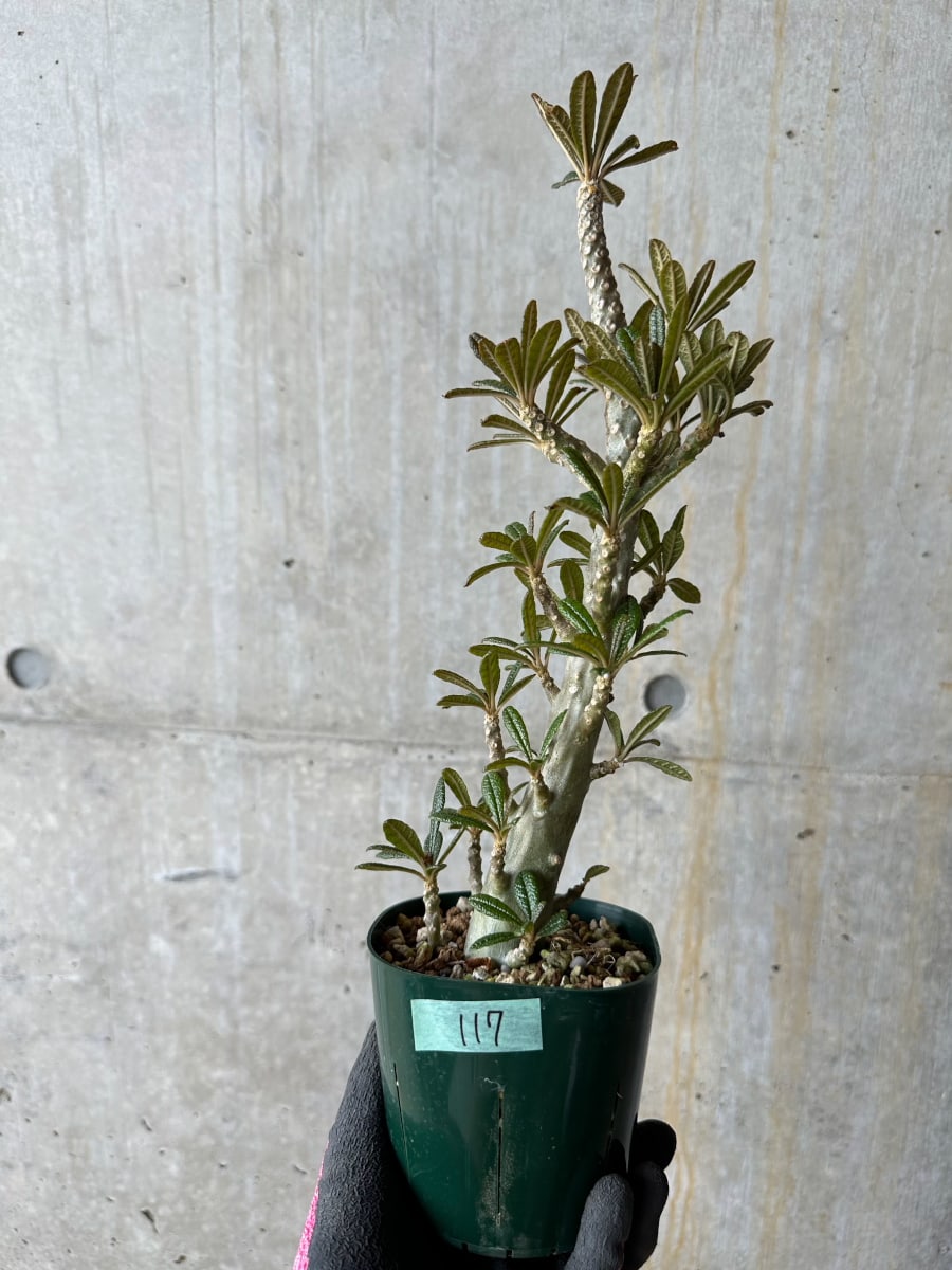【現品限り】ドルステニア・ギガス 花がよく咲く親から挿し木 活着済み【E117】 Dorstenia gigas【植物】塊根植物 夏型 コーデックス