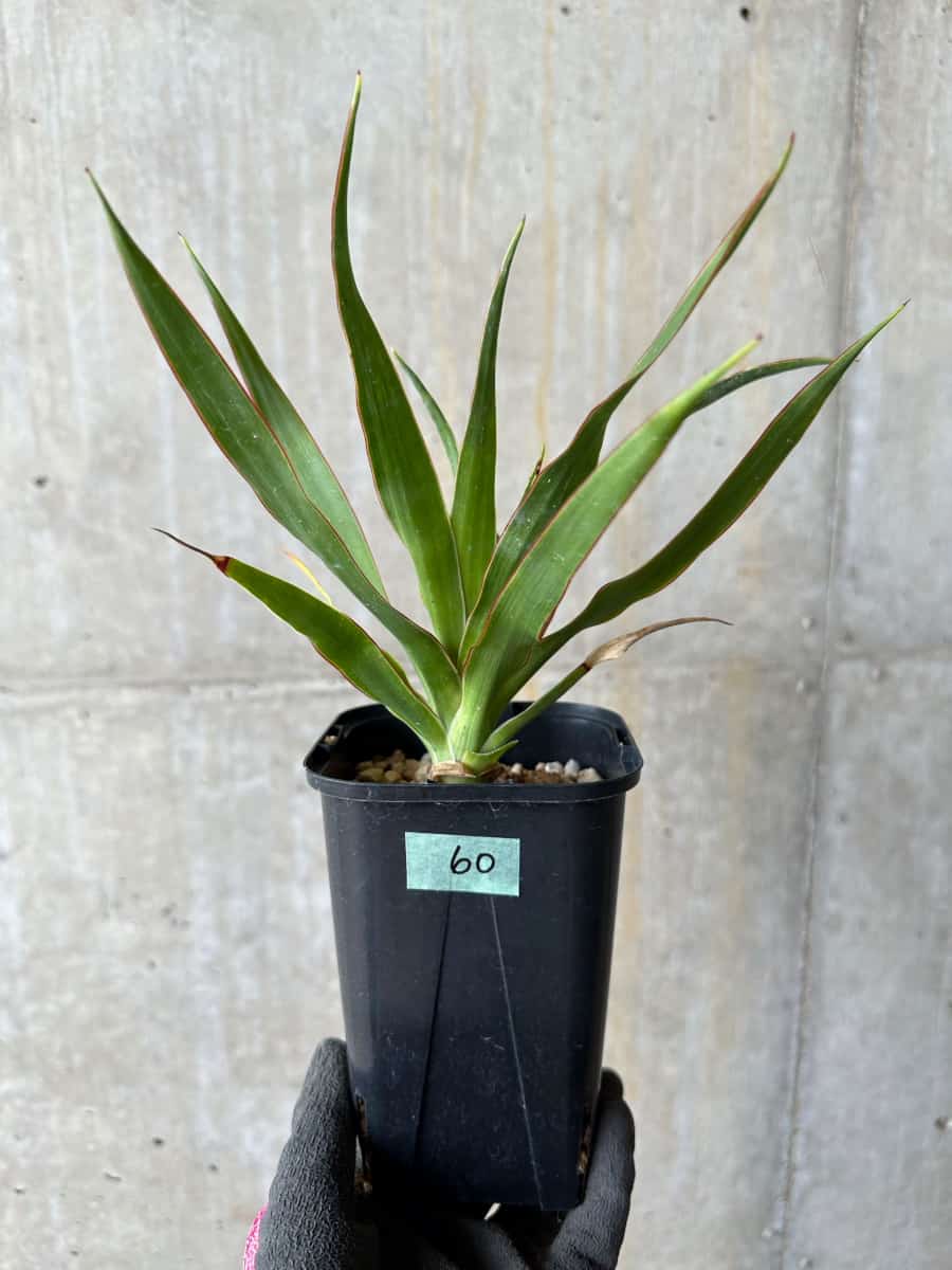 現品限り】ドラセナ・ドラコ 竜血樹【E60】 Dracaena draco【植物