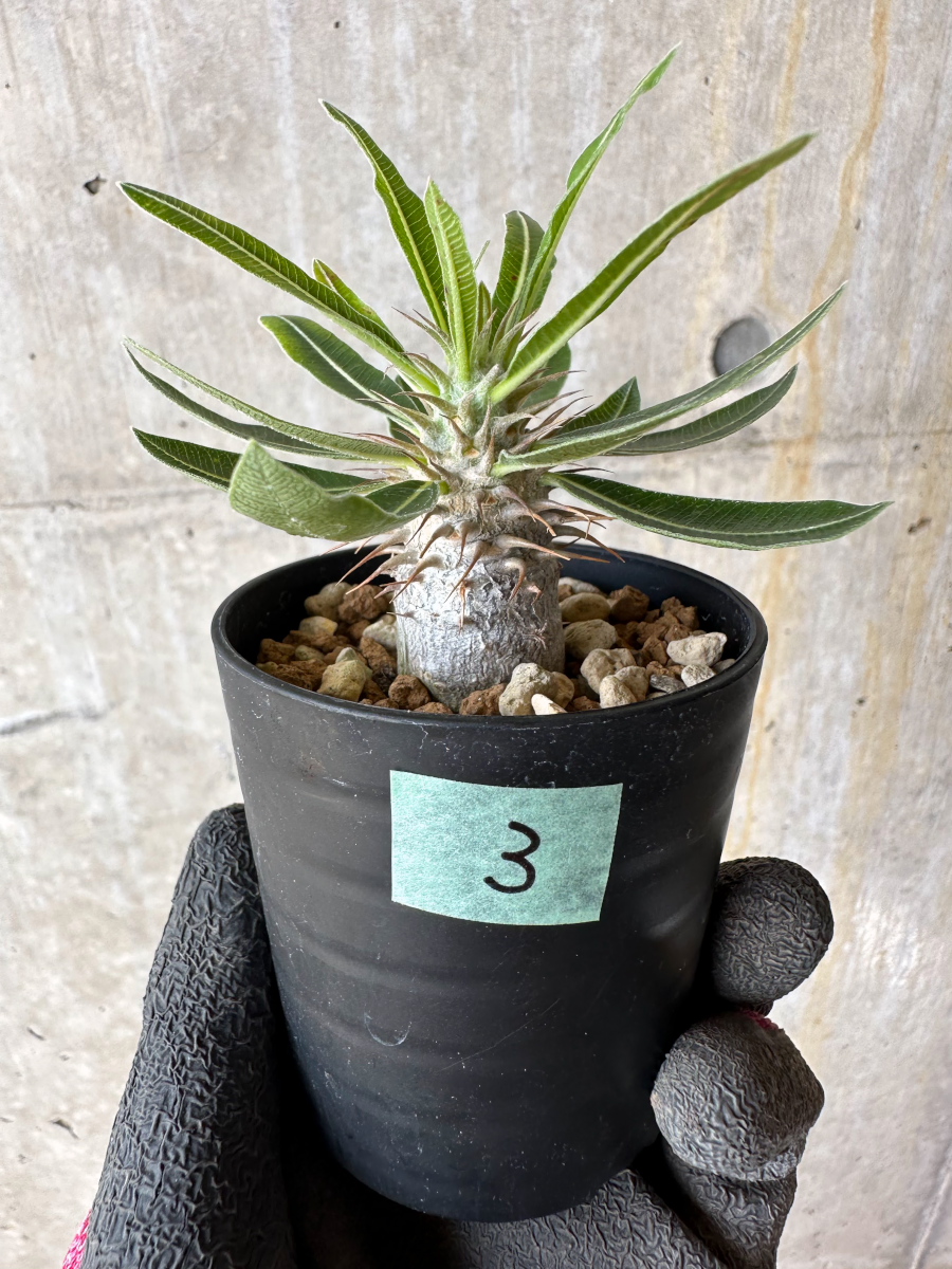 現品限り】パキポディウム・マカイエンセ【F3】 Pachypodium makayense 