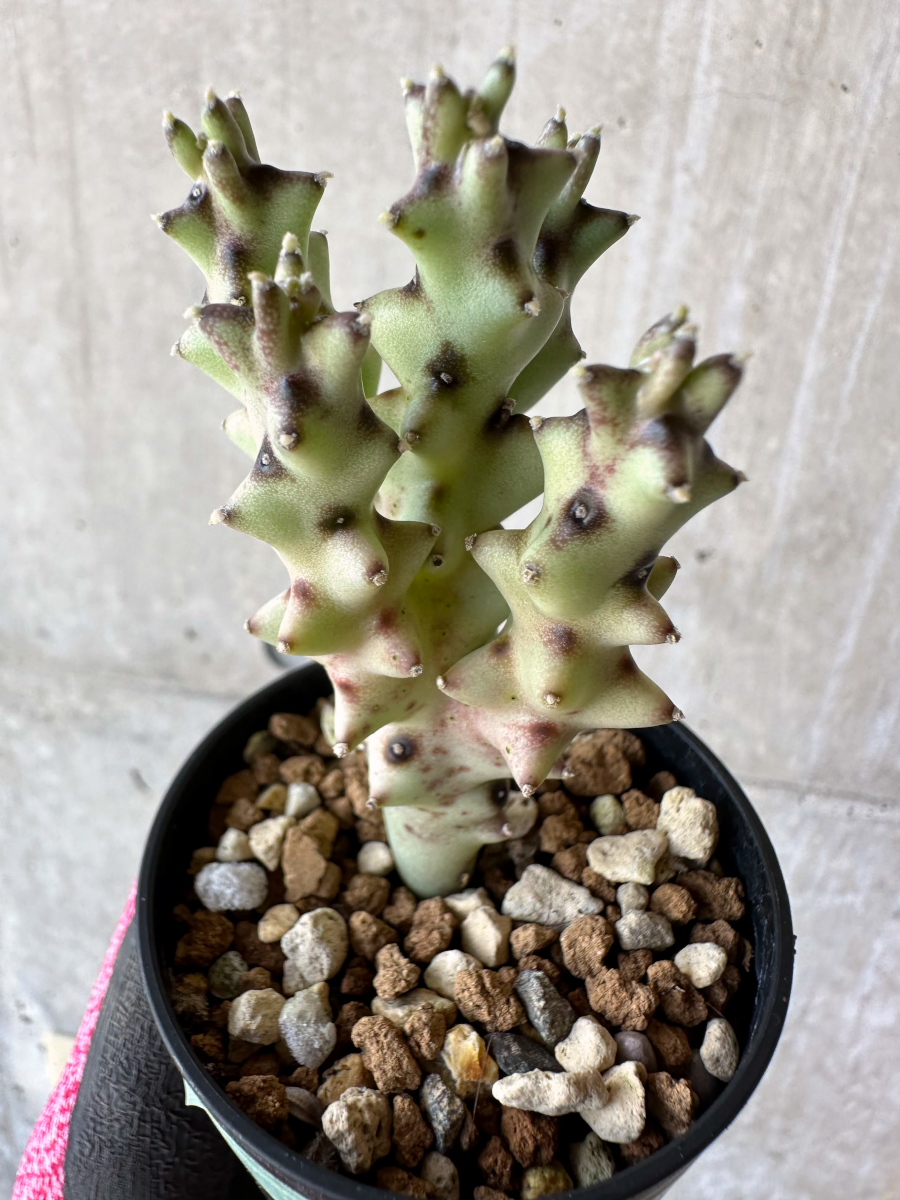 現品限り】カラルマ・ソコトラナ【F31】 Caralluma socotrana【植物】塊根植物 夏型 コーデックス | プラントブラザーズ