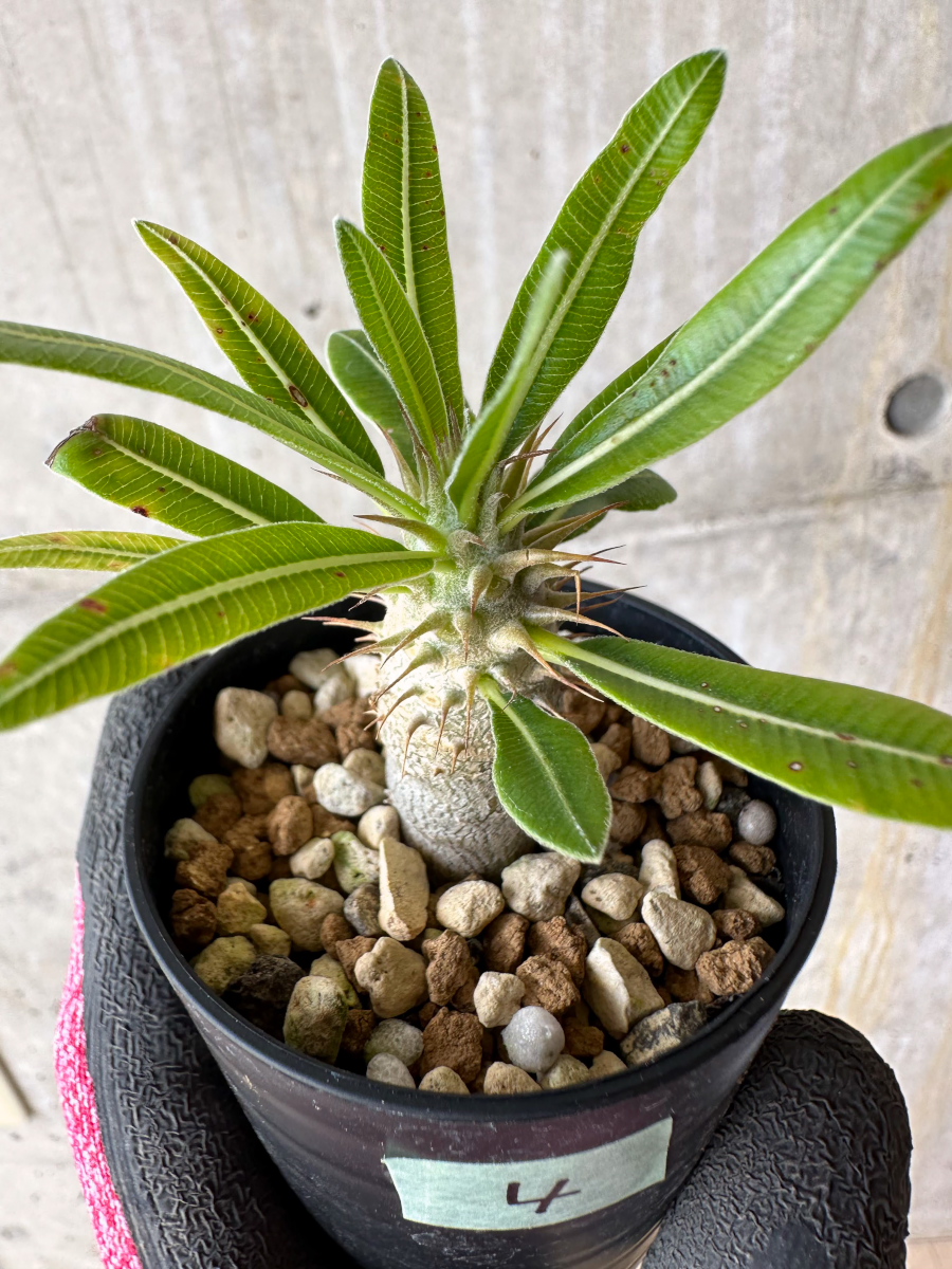 現品限り】パキポディウム・マカイエンセ【F4】 Pachypodium makayense