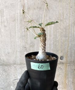 ドルステニア・ギガス(Dorstenia gigas)の種子を販売中 | プラント