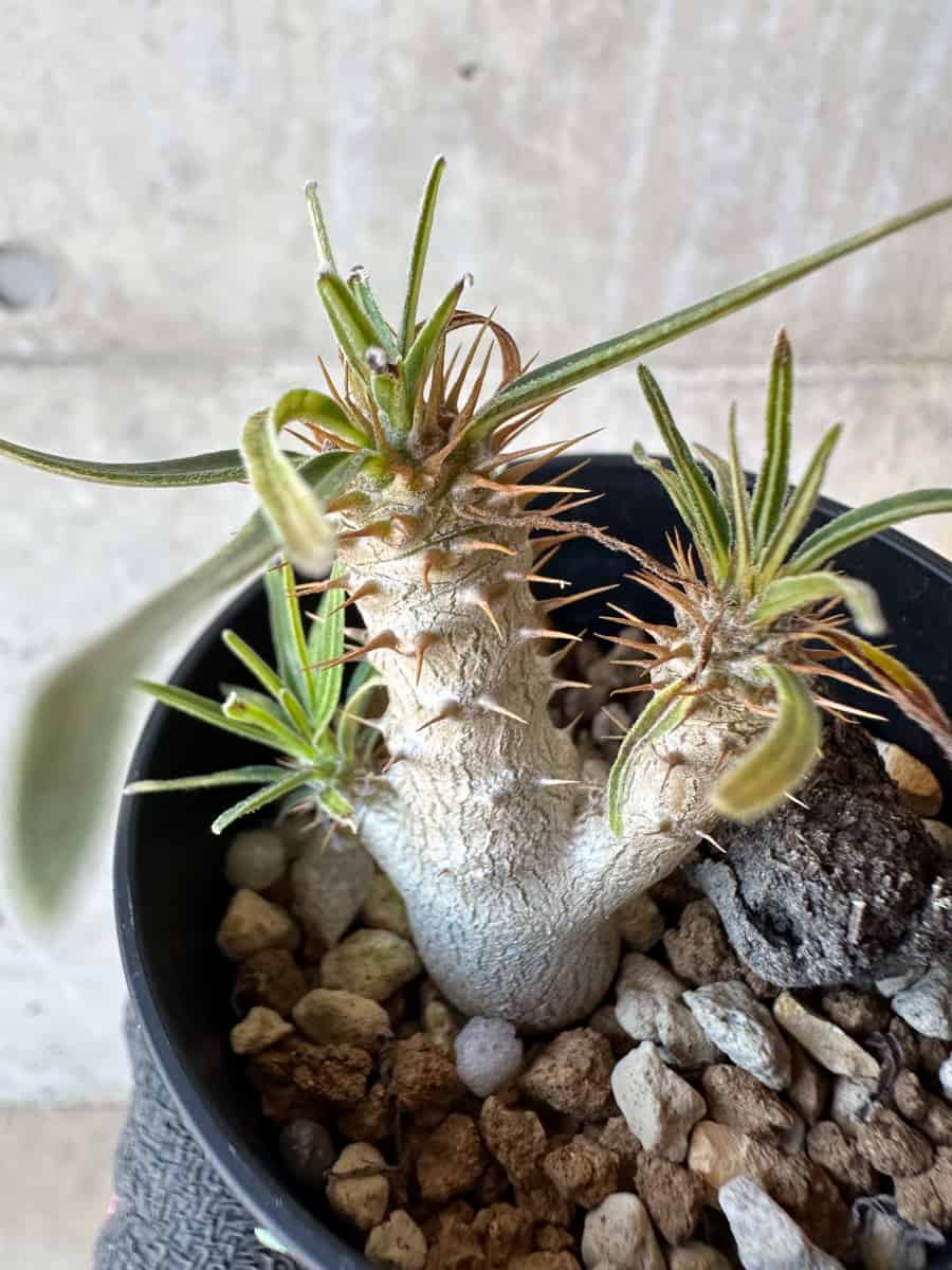 Pachypodiuｍ パキポディウム グラキリス ベアルート 塊根植物 29