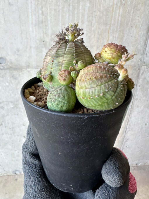 現品限り】ユーフォルビア・オベサ 多頭【G72】 Euphorbia obesa【植物