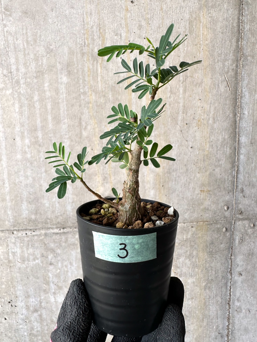 【現品限り】センナ・メリディオナリス 実生【H3】 Senna meridionalis【植物】塊根植物 夏型 コーデックス