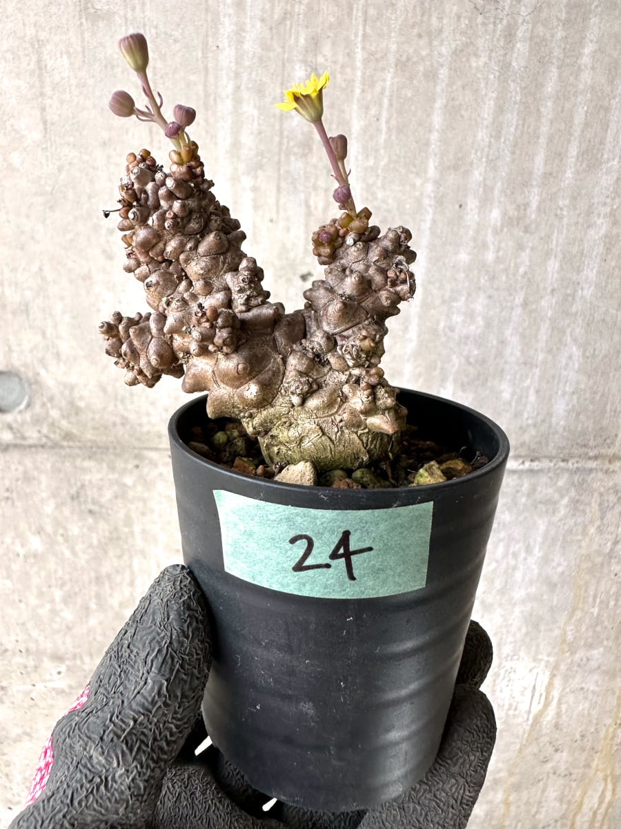 13珍奇植物‼️南アフリカ 植え付一年安定株 原産 オトンナ ヘレー