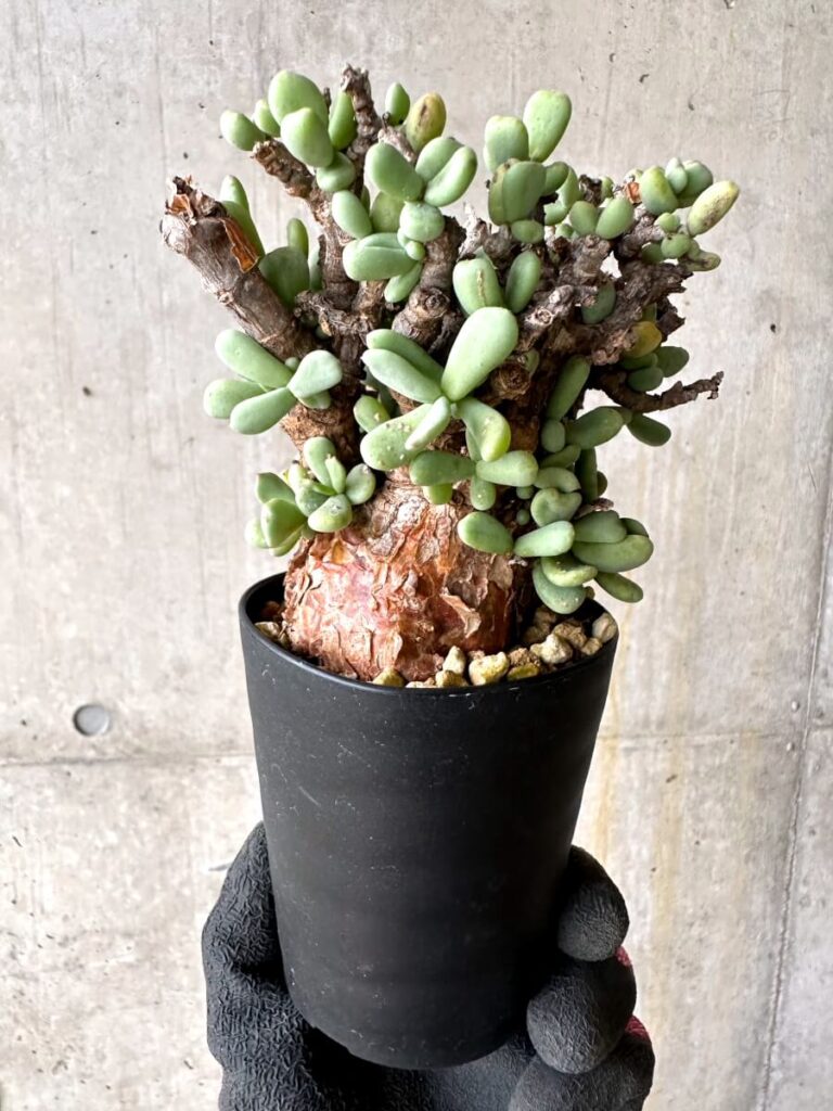 けんじくん様専用】ガラパゴス団扇 黒肌白刺（新茎節つき）｜サボテン