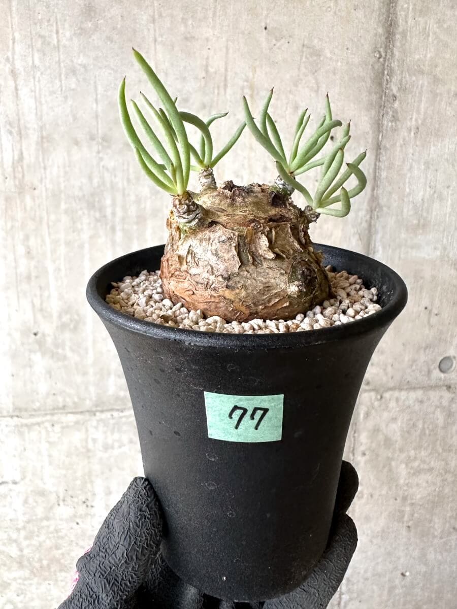 【現品限り】チレコドン・ペアルソニー 現地株 発根済み【O77】 Tylecodon pearsonii【植物】塊根植物 夏型 コーデックス