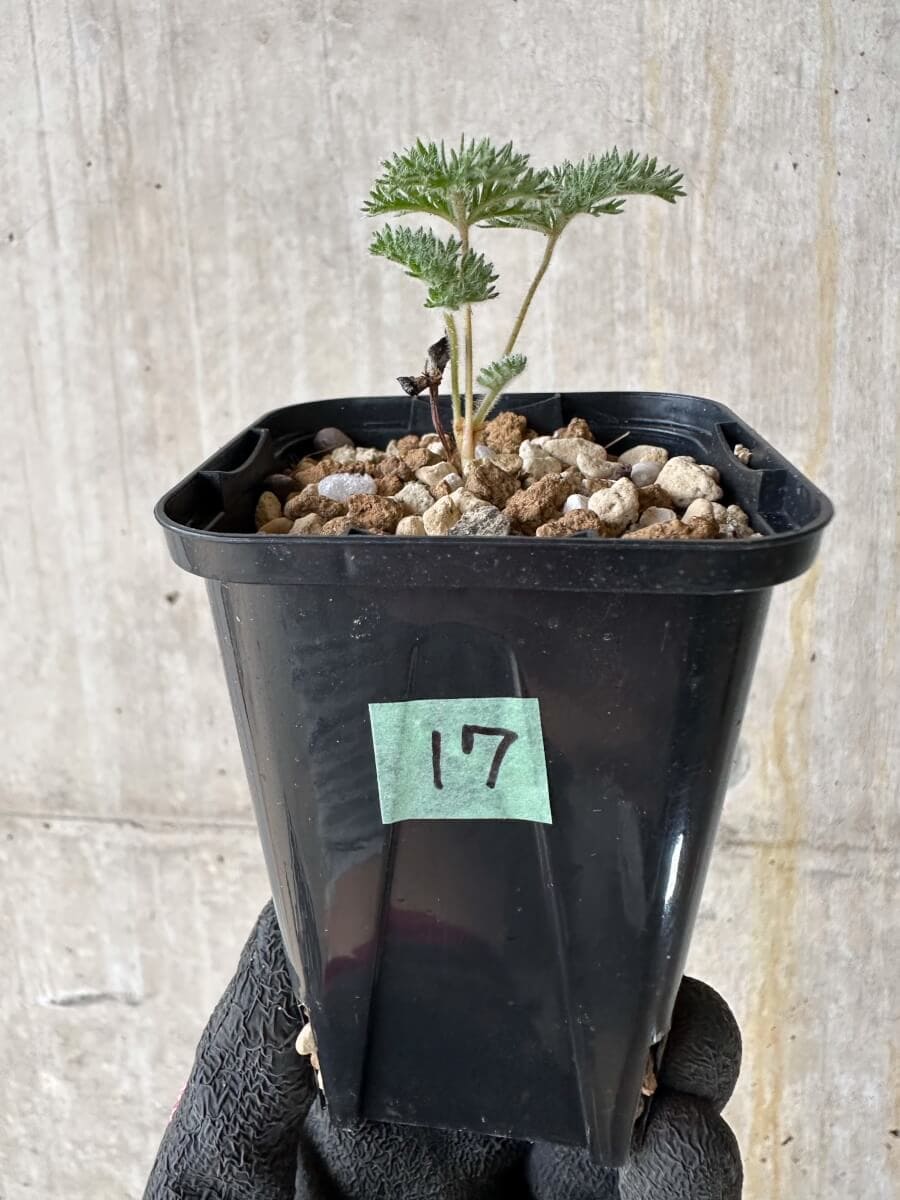 現品限り】ペラルゴニウム・トリステ 実生【P17】 Pelargonium triste 