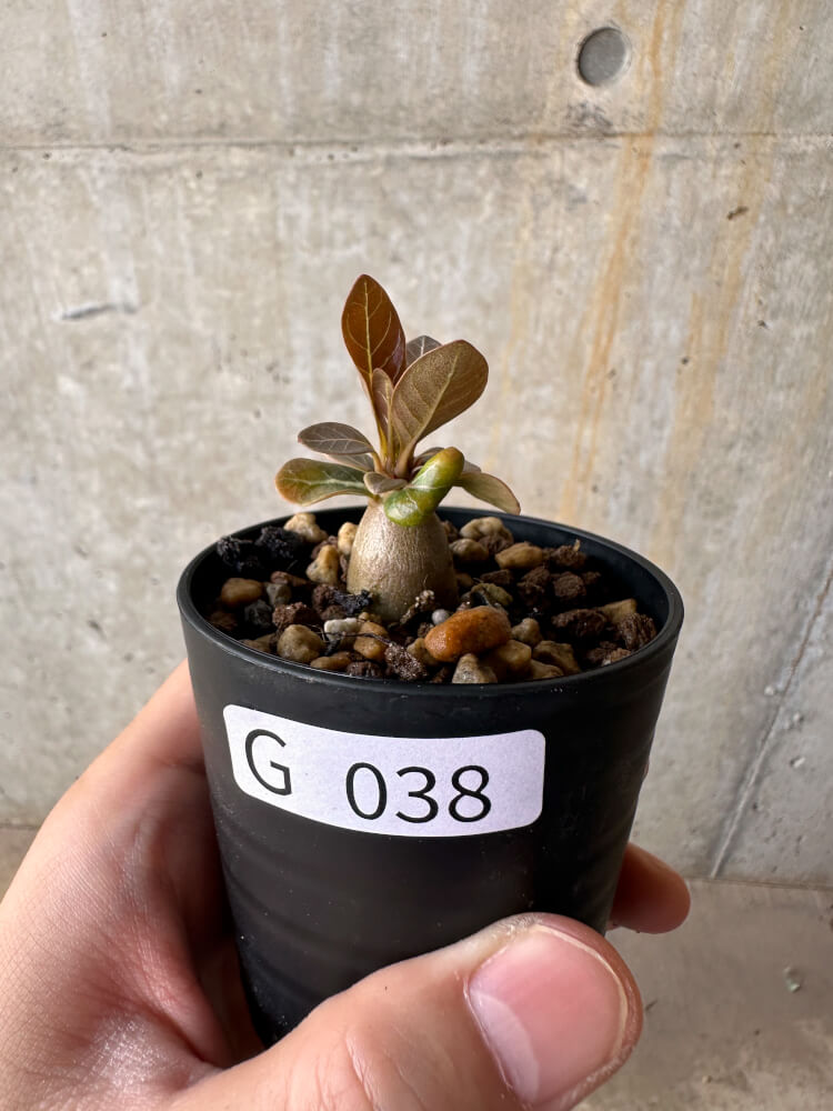 【現品限り】アデニウム・ソコトラナム 実生【G38】 Adenium socotranum【植物】塊根植物 夏型 コーデックス