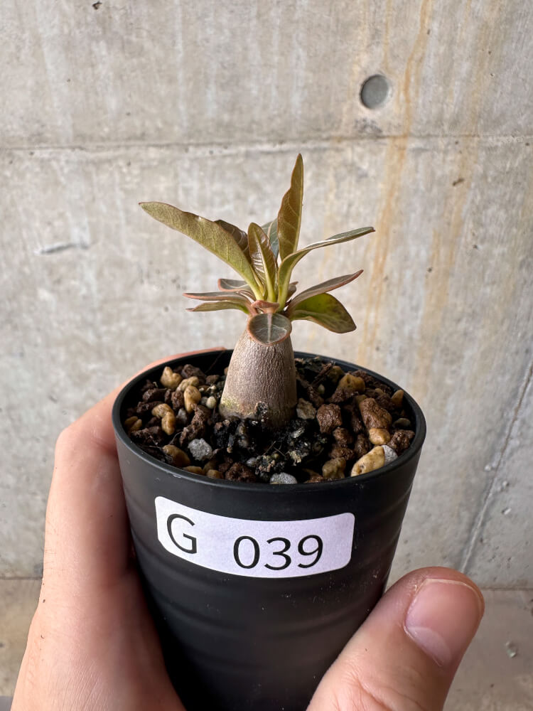 【現品限り】アデニウム・ソコトラナム 実生【G39】 Adenium socotranum【植物】塊根植物 夏型 コーデックス