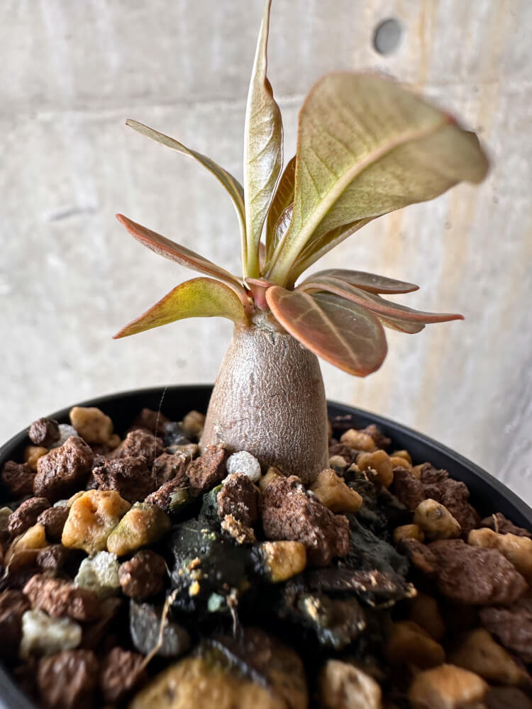 ◎Adenium socotranum アデニウム・ソコトラナム 本物 純血 昨年の輸入株 コーデックス 塊根植物 - 観葉植物