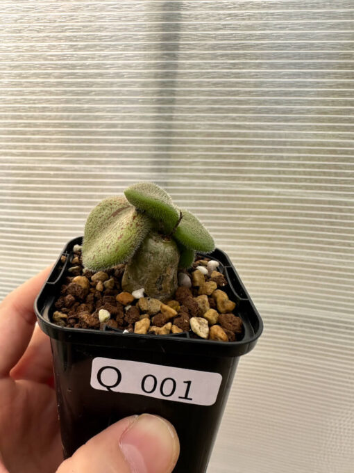 【現品限り】チレコドン・ノルティ【Q1】 Tylecodon nolteei【植物】塊根植物 夏型 コーデックス