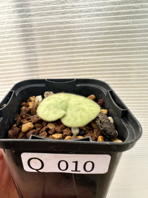 【現品限り】チレコドン・シングラリス【Q10】 Tylecodon singularis【植物】塊根植物 夏型 コーデックス