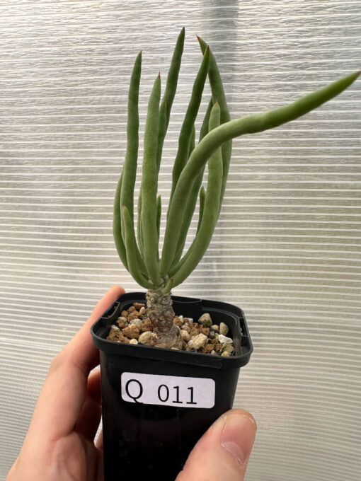 【現品限り】チレコドン・フィロポディウム【Q11】 Tylecodon reticulatus ssp phyllopodium【植物】塊根植物 夏型 コーデックス