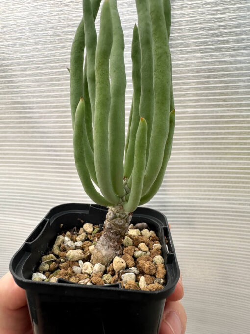 【現品限り】チレコドン・フィロポディウム【Q11】 Tylecodon reticulatus ssp phyllopodium【植物】塊根植物 夏型 コーデックス - 画像 (3)