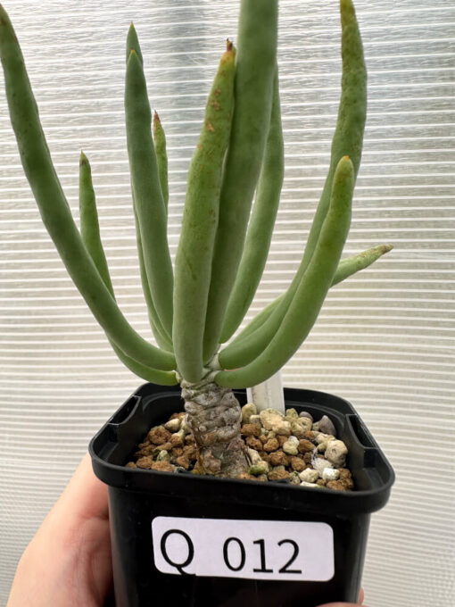 【現品限り】チレコドン・フィロポディウム【Q12】 Tylecodon reticulatus ssp phyllopodium【植物】塊根植物 夏型 コーデックス