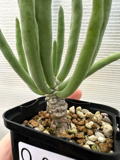 【現品限り】チレコドン・フィロポディウム【Q12】 Tylecodon reticulatus ssp phyllopodium【植物】塊根植物 夏型 コーデックス - 画像 (2)