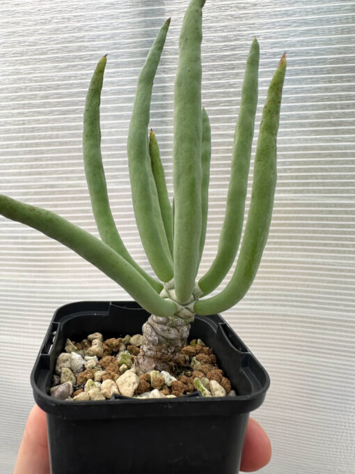 【現品限り】チレコドン・フィロポディウム【Q12】 Tylecodon reticulatus ssp phyllopodium【植物】塊根植物 夏型 コーデックス - 画像 (3)