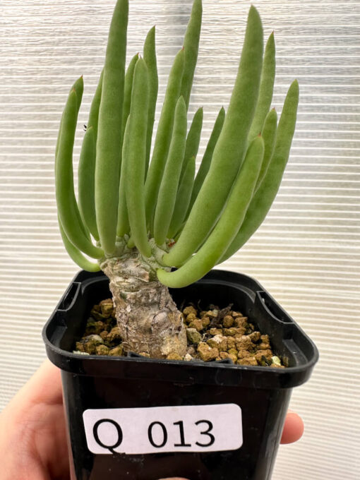 【現品限り】チレコドン・フィロポディウム【Q13】 Tylecodon reticulatus ssp phyllopodium【植物】塊根植物 夏型 コーデックス